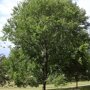 Ulmus 'Sapporo Autumn Gold'